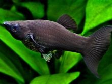 Сумісність півника з іншими рибками (19 фото): з ким уживається півник? З якими акваріумними рибами він не може жити в одному акваріумі?