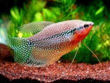 Сумісність півника з іншими рибками (19 фото): з ким уживається півник? З якими акваріумними рибами він не може жити в одному акваріумі?