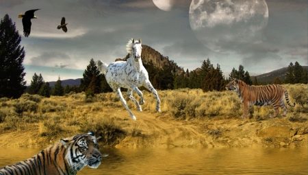 Сумісність Тигра і Коня (13 фото): сумісні чоловіки і жінки цих зодіаків в любові і шлюбі?