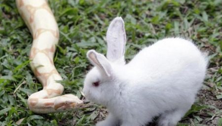 Сумісність Змії і Кролика (13 фото): наскільки чоловіки і жінки сумісні в любові та інших сферах життя за східним гороскопом? Як завоювати чоловіка Кролика (Кота)?