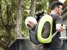 Сумка-переноска для собак дрібних порід: кенгуру, рюкзак, слінг і інші види сумок для маленьких собачок, рекомендації з вибору