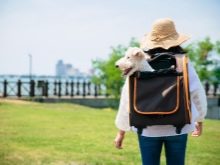 Сумка-переноска для собак дрібних порід: кенгуру, рюкзак, слінг і інші види сумок для маленьких собачок, рекомендації з вибору