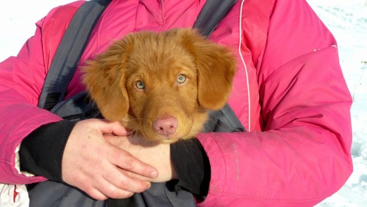 Сумка-переноска для собак дрібних порід: кенгуру, рюкзак, слінг і інші види сумок для маленьких собачок, рекомендації з вибору