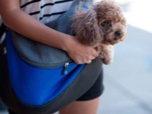 Сумка-переноска для собак дрібних порід: кенгуру, рюкзак, слінг і інші види сумок для маленьких собачок, рекомендації з вибору