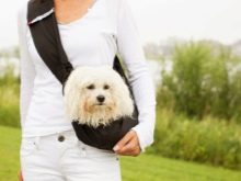 Сумка-переноска для собак дрібних порід: кенгуру, рюкзак, слінг і інші види сумок для маленьких собачок, рекомендації з вибору