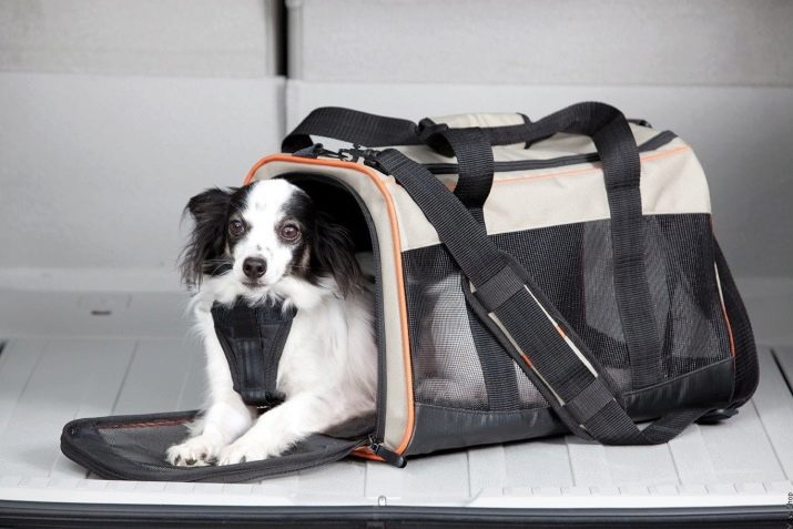 Сумка-переноска для собак дрібних порід: кенгуру, рюкзак, слінг і інші види сумок для маленьких собачок, рекомендації з вибору