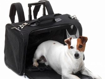 Сумка-переноска для собак дрібних порід: кенгуру, рюкзак, слінг і інші види сумок для маленьких собачок, рекомендації з вибору