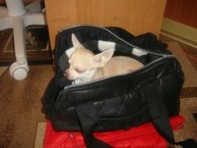 Сумка-переноска для собак дрібних порід: кенгуру, рюкзак, слінг і інші види сумок для маленьких собачок, рекомендації з вибору