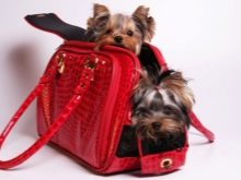 Сумка-переноска для собак дрібних порід: кенгуру, рюкзак, слінг і інші види сумок для маленьких собачок, рекомендації з вибору
