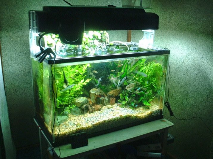 Світлодіодні світильники для акваріума (30 фото): вибираємо LED лампи для акваріумного освітлення, світлодіодний прожектор і лампи Т8. Розрахунок потужності для підсвічування. Як вибрати світлодіоди?