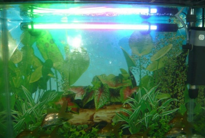 Світлодіодні світильники для акваріума (30 фото): вибираємо LED лампи для акваріумного освітлення, світлодіодний прожектор і лампи Т8. Розрахунок потужності для підсвічування. Як вибрати світлодіоди?