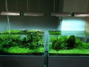 Світлодіодні світильники для акваріума (30 фото): вибираємо LED лампи для акваріумного освітлення, світлодіодний прожектор і лампи Т8. Розрахунок потужності для підсвічування. Як вибрати світлодіоди?