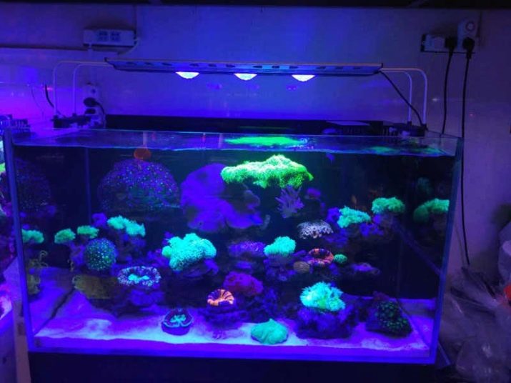 Світлодіодні світильники для акваріума (30 фото): вибираємо LED лампи для акваріумного освітлення, світлодіодний прожектор і лампи Т8. Розрахунок потужності для підсвічування. Як вибрати світлодіоди?