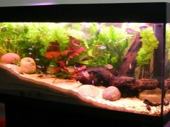 Світлодіодні світильники для акваріума (30 фото): вибираємо LED лампи для акваріумного освітлення, світлодіодний прожектор і лампи Т8. Розрахунок потужності для підсвічування. Як вибрати світлодіоди?