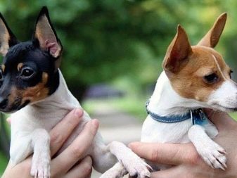 Тій-фокстер’єр: опис породи американський тій-фокстер’єр, чорні і коричневі тер’єри