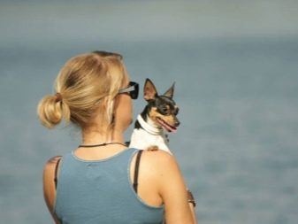 Тій-фокстер’єр: опис породи американський тій-фокстер’єр, чорні і коричневі тер’єри