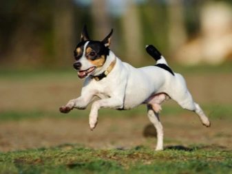 Тій-фокстер’єр: опис породи американський тій-фокстер’єр, чорні і коричневі тер’єри