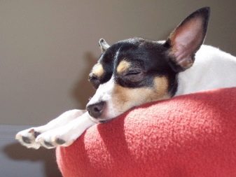 Тій-фокстер’єр: опис породи американський тій-фокстер’єр, чорні і коричневі тер’єри