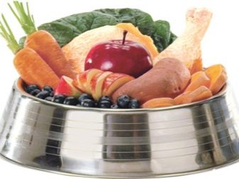 Тій-фокстер’єр: опис породи американський тій-фокстер’єр, чорні і коричневі тер’єри