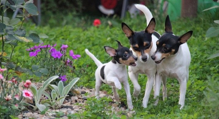 Тій-фокстер’єр: опис породи американський тій-фокстер’єр, чорні і коричневі тер’єри