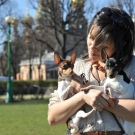 Тій-фокстер’єр: опис породи американський тій-фокстер’єр, чорні і коричневі тер’єри