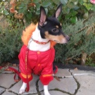 Тій-фокстер’єр: опис породи американський тій-фокстер’єр, чорні і коричневі тер’єри