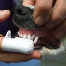 Тій-фокстер’єр: опис породи американський тій-фокстер’єр, чорні і коричневі тер’єри