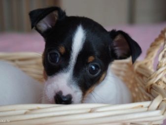 Тій-фокстер’єр: опис породи американський тій-фокстер’єр, чорні і коричневі тер’єри