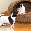 Тій-фокстер’єр: опис породи американський тій-фокстер’єр, чорні і коричневі тер’єри