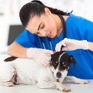 Тій-фокстер’єр: опис породи американський тій-фокстер’єр, чорні і коричневі тер’єри