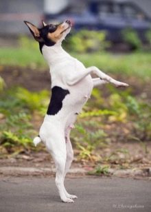 Тій-фокстер’єр: опис породи американський тій-фокстер’єр, чорні і коричневі тер’єри