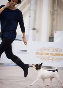 Тій-фокстер’єр: опис породи американський тій-фокстер’єр, чорні і коричневі тер’єри