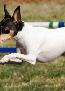 Тій-фокстер’єр: опис породи американський тій-фокстер’єр, чорні і коричневі тер’єри