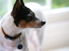 Тій-фокстер’єр: опис породи американський тій-фокстер’єр, чорні і коричневі тер’єри