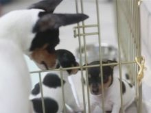 Тій-фокстер’єр: опис породи американський тій-фокстер’єр, чорні і коричневі тер’єри