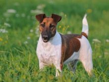 Тій-фокстер’єр: опис породи американський тій-фокстер’єр, чорні і коричневі тер’єри