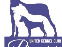 Тій-фокстер’єр: опис породи американський тій-фокстер’єр, чорні і коричневі тер’єри