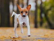 Тій-фокстер’єр: опис породи американський тій-фокстер’єр, чорні і коричневі тер’єри