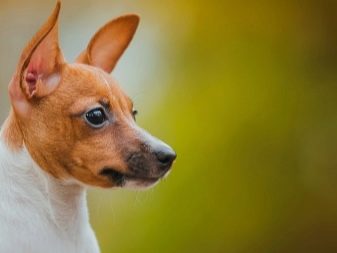 Тій-фокстер’єр: опис породи американський тій-фокстер’єр, чорні і коричневі тер’єри