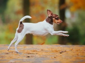 Тій-фокстер’єр: опис породи американський тій-фокстер’єр, чорні і коричневі тер’єри