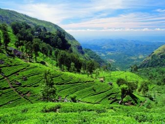 Тааффеит (18 фото): де і як добувають камінь? Основні його властивості та цікаві факти. Кому підійде це камінь?