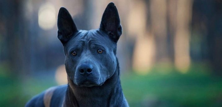 Тайські риджбеки (79 фото): опис породи, особливості характеру цуценят і дорослих собак, відгуки власників риджбеків