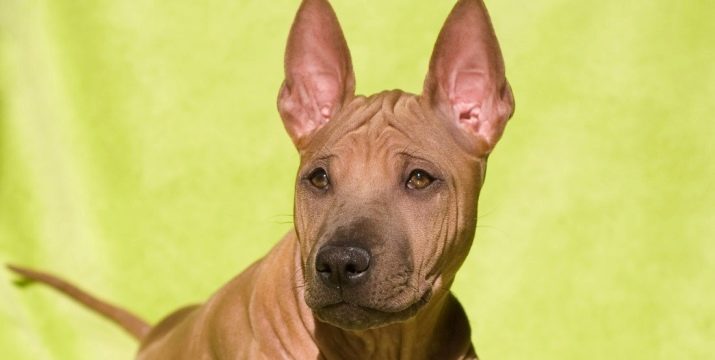 Тайські риджбеки (79 фото): опис породи, особливості характеру цуценят і дорослих собак, відгуки власників риджбеків