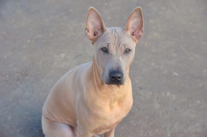 Тайські риджбеки (79 фото): опис породи, особливості характеру цуценят і дорослих собак, відгуки власників риджбеків