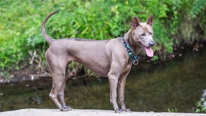 Тайські риджбеки (79 фото): опис породи, особливості характеру цуценят і дорослих собак, відгуки власників риджбеків