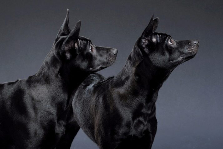 Тайські риджбеки (79 фото): опис породи, особливості характеру цуценят і дорослих собак, відгуки власників риджбеків