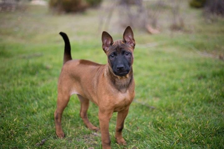 Тайські риджбеки (79 фото): опис породи, особливості характеру цуценят і дорослих собак, відгуки власників риджбеків
