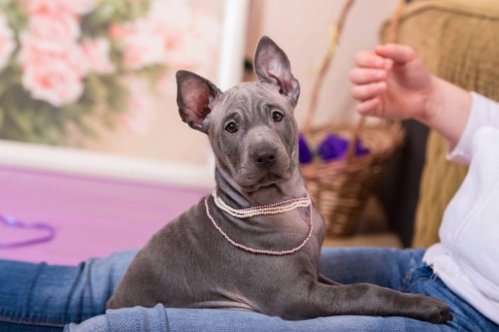 Тайські риджбеки (79 фото): опис породи, особливості характеру цуценят і дорослих собак, відгуки власників риджбеків