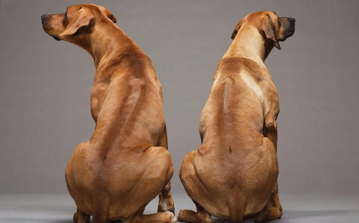 Тайські риджбеки (79 фото): опис породи, особливості характеру цуценят і дорослих собак, відгуки власників риджбеків