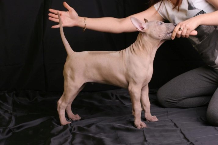 Тайські риджбеки (79 фото): опис породи, особливості характеру цуценят і дорослих собак, відгуки власників риджбеків